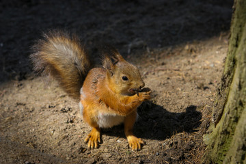 Squirrel in a city Park early on a summer morning.