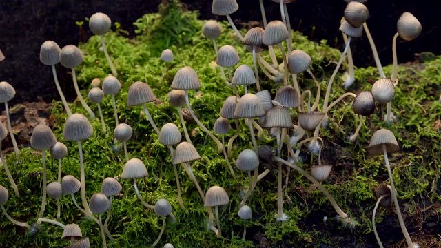 Coprinellus Disseminatus (Fairy inkcap mushroom) at a wind.