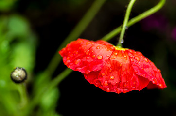 Obraz premium Poppy flower in rain drops