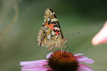 Distelfalter