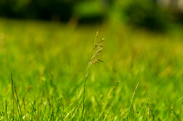 Closeup of a blade of grass