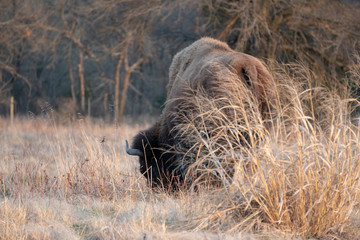 Bison / Buffalo in Field behind grass