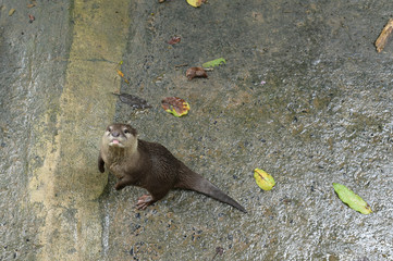 Naga in the Animal Breeding Center