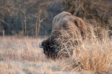Bison behind grass in field