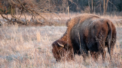 Bison grazing in field 2