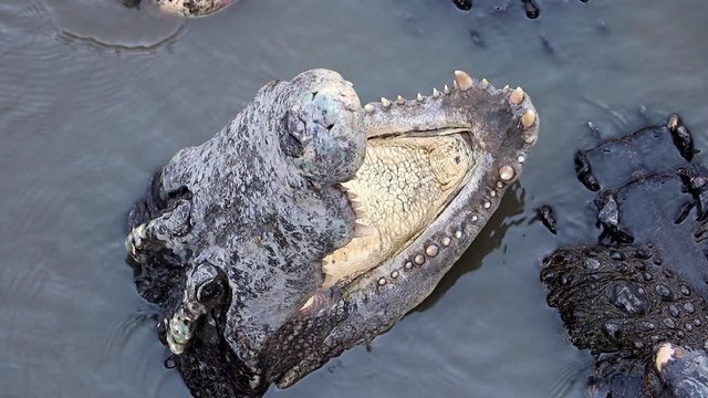 Crocodile with open mouth stick up from water. Open jaw with teeth of crocodile in water.