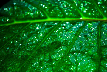 Close up water drops on fresh green leaf.Selective focus