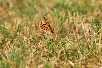 Kleiner Perlmuttfalter