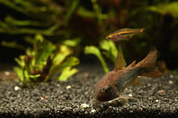 Corydoras - featherfish - fish living at the bottom.