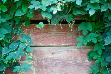 brown wooden fence framed by green ivy. Beautiful background with copy space.