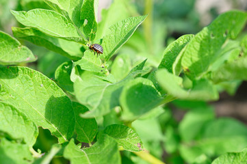 Colorado potato beetle on green leaves potatoes.