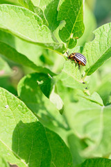 Colorado potato beetle on green leaves potatoes.