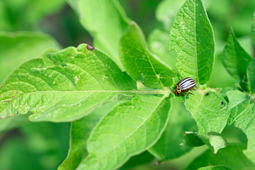 Colorado potato beetle on green leaves potatoes.