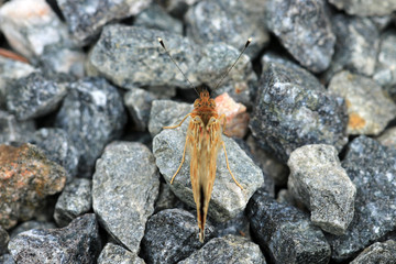 Distelfalter