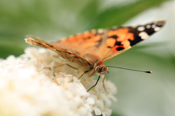 Distelfalter