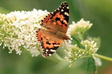 Distelfalter