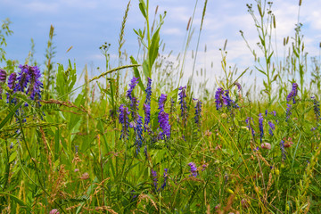 Field grasses in the central part of Russia. Summer landscape