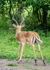 Impala twisted looking at camera