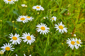Fototapeta premium Group of blooming daisies on a green meadow. Garden background.