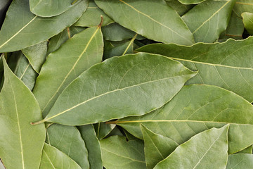 Closeup heap of green bay leaves. Nature background.