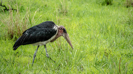 Marbou Stork walking