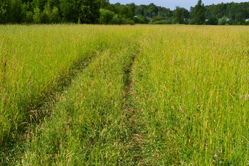 Fototapeta premium Road in a green field of wheat. Traces of agricultural transport on the grass on a sunny day