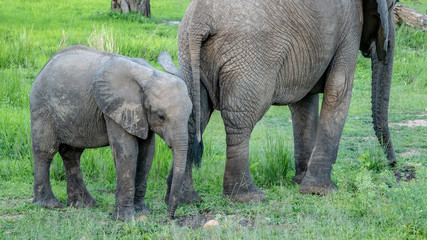 Fototapeta premium Infant & mother standing