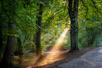 Obraz premium Sun Rays through the trees