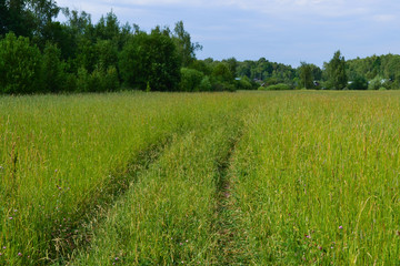 Road in a green field of wheat. Traces of agricultural transport on the grass on a sunny day