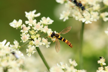 Gewöhnliche Langbauchschwebfliege