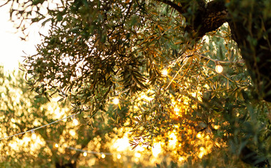 Olive branch with vintage bulbs at sunset.
