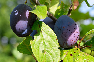 The beginning of rot on the plum fruit.
