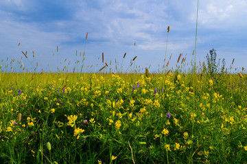 Beautiful bright yellow wildflower in the natural environment. Russia