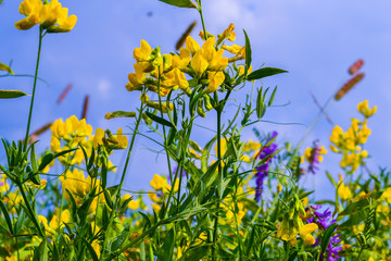 Fototapeta na wymiar Beautiful bright yellow wildflower in the natural environment. Russia