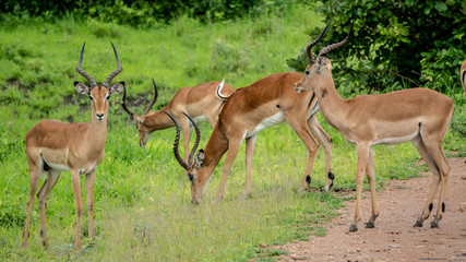 Impala Grazing in Bachelor Herd
