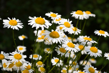 White daisy on green field. Natural nature background