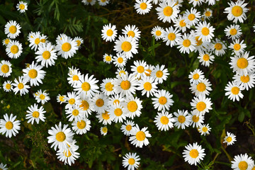 White daisy on green field. View from above.