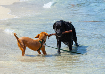 Two dogs playing tug of war with stick on the beach