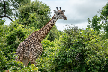 Giraffe around trees in Mid-day