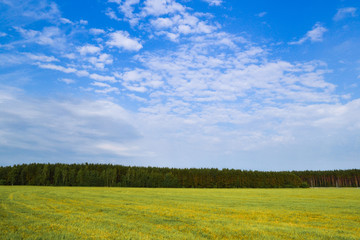 Beautiful countryside landscape. Field of green grass and blue sky.