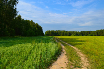 Fototapeta na wymiar Beautiful countryside landscape. dirt road in the field.