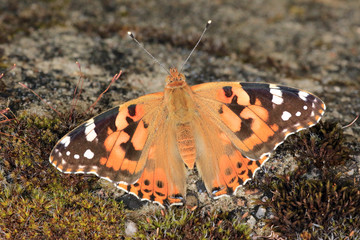 Obraz premium Distelfalter