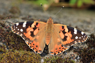 Distelfalter