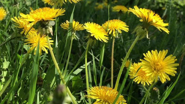 lawn pode dandelions summer day on field of green grass