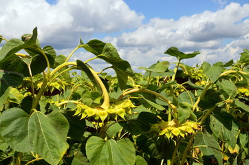 field of sunflowers
