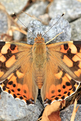 Distelfalter