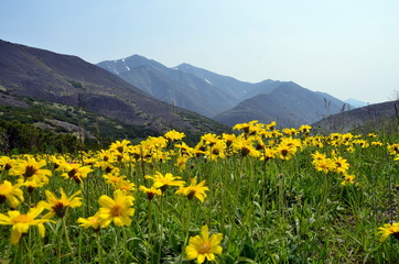 yellow flowers in mountains