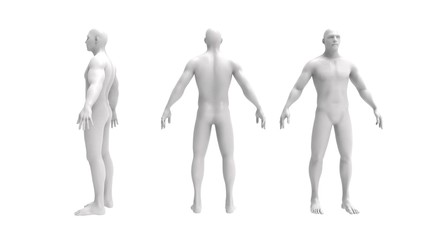 Human body 3d rendering of a human body isolated in white background