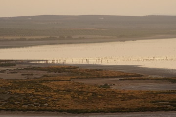 Phoenicopterus roseus anillamiento de pollos de flamenco laguna de fuente de  piedra malaga  2019...