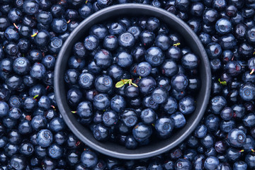 Freshly picked organic blueberries.